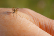 警報！南灣發現致命毒蚊子！西尼羅病毒去年致死12人，週一晚全城撒殺蟲劑～