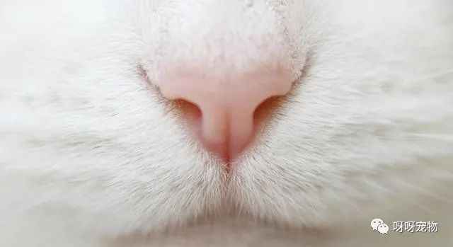 貓鼻子還有哪些神奇的用途嗎？
