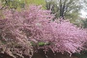 被那麼多的櫻花樹景點坑過，何不自己種一些花開燦爛的花樹？