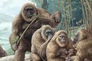 在中國廣西，曾有一群高達3米的巨猿，至今我們仍然在尋找他們的蹤跡 | 張穎奇