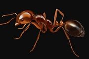 外出遊玩時，看到這種螞蟻，千萬要避開 | 陸永躍