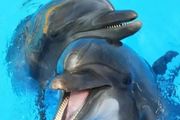 震驚！日本海豚多次襲擊傷人：一天內咬傷6人，網友說再不敢去了！