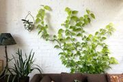 用這6種不同的方法，讓盆栽綠植在牆上攀爬生長