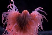 寄居蟹與海葵的「深海愛情」