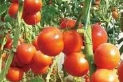 冬暖式大棚西紅柿栽培技術，盛果期綜合管理措施