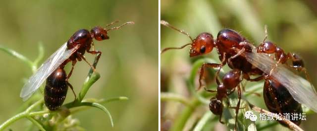 了解紅火蟻——會飛