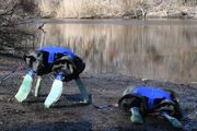 耶魯兩棲機器龜登Nature封面，一種部件搞定水上、陸地行動