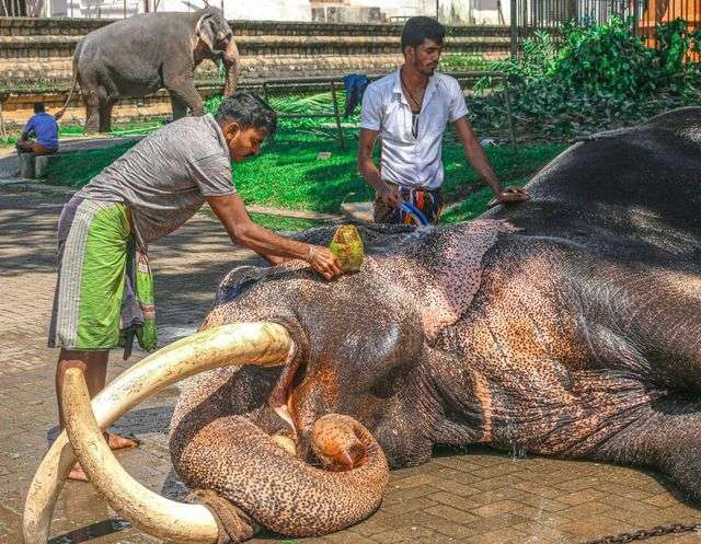 印度的大象保育