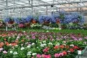 大棚花卉怎麼種？常見溫室大棚花卉有哪些？