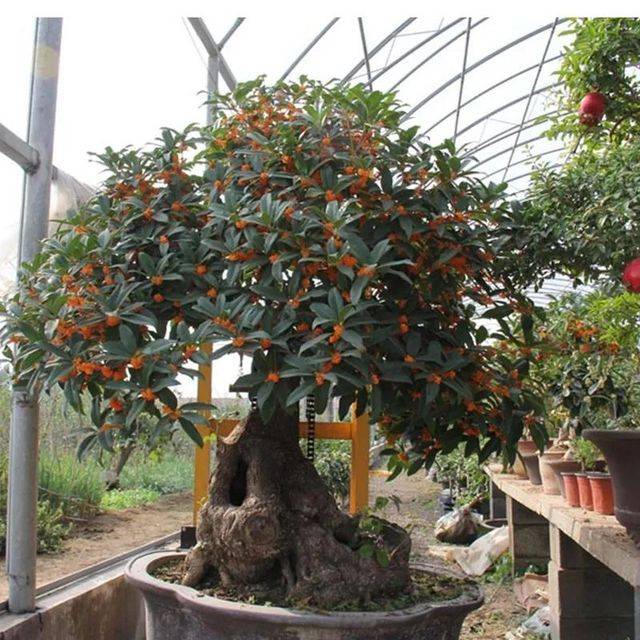 4，家裡種棵橘子樹