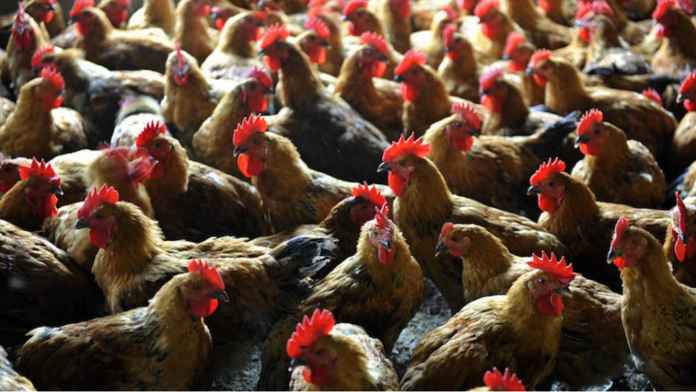禽流感蔓延 荷蘭將再撲殺30萬隻雞