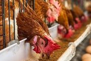 澳洲將出臺「籠養雞禁令」，各大超市面臨雞蛋短缺