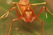 蜘蛛偽裝成螞蟻，真實原因竟然滿是血淚……