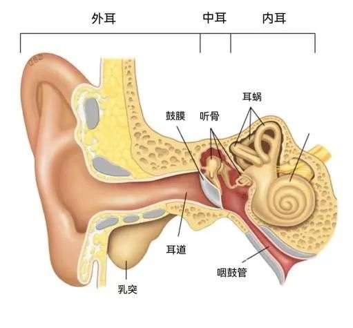 如圖，顧名思義，中耳位於外耳與內耳之間