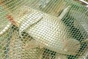 【7月漁獲】耐住性子守鯉魚，還怕它不上鉤？