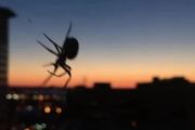 死蜘蛛轉世成為機械臂：人們求之不得的微型氣動抓手來了