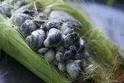 玉米被真菌感染，竟成了網紅「黑松露」！