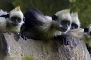 白頭葉猴，因「泡酒」而被發現的物種，已成為石山最珍貴的精靈