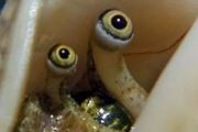 海螺的眼睛：看我？還在看我？再看&#8230;