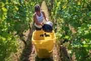 法國葡萄採摘大幅提前，霜凍+冰雹+乾旱，今年葡萄收成會否反彈？葡萄產業如何應對全球變暖