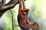 已知最早的長臂猿，原來是它……