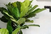 11種適合養在客廳的大葉綠植，好看又吉祥