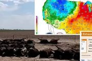 高溫和乾燥，導致美國數千頭牛死亡，人也很危險