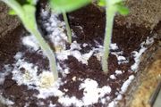 盆土上長滿白色的黴菌是咋回事？要怎麼處理才能讓植物健康生長
