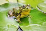 青蛙滑溜溜的舌頭，是怎麼粘住蒼蠅的？