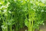 【芹菜種植】最全的芹菜種植技術指導