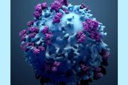 兩篇 IF 40！解答新冠病毒感染後 T 細胞會發生什麼