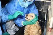 洛杉磯給寵物狗檢測新冠病毒，遭到全網群嘲