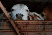 紐西蘭明年4月30日禁止牲畜海運出口，「人道優先」，生意不做了