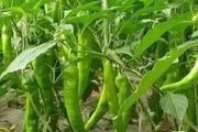 辣椒在生長過程中長勢較弱，農戶如何科學進行養根護根？
