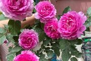 「最香」的5種花，開花「太高檔」，家裡養一盆，能香幾十年