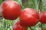 大棚油桃密植豐產栽培技術