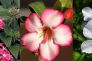 耐高溫、耐晒的6種觀賞花卉，沒啥病蟲害，容易養開花，適合新手