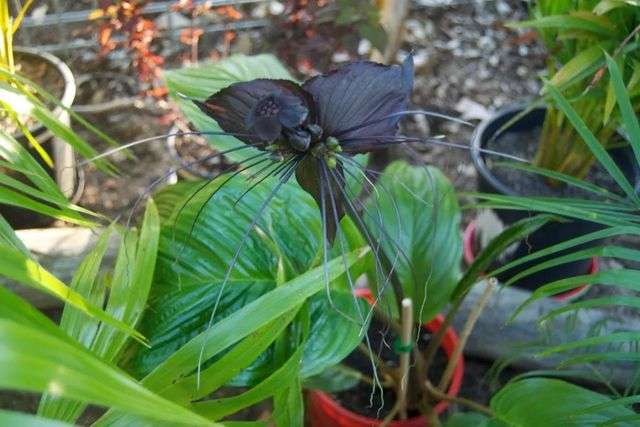 2.黑蝙蝠花（熱帶植物）