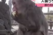 日本上演人猴大戰！58人受傷，1只猴子被安樂死，傷害還在繼續