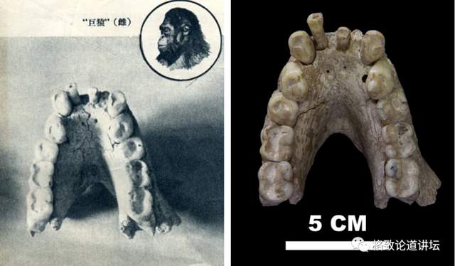 發現的第一個步氏巨猿的下頜骨