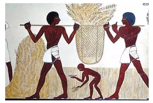 古埃及壁畫上收割麥子的場景
