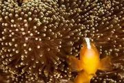 水下攝影| 「海底兩萬裡&#8221;的世界，驚豔了！