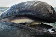 加拿大最全【鯨魚指南】：35種鯨魚匯聚於此，你見過幾種？