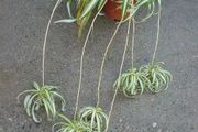 這三種方法繁殖盆栽吊蘭，都沒見過誰失敗的，根長得快，莖葉旺盛