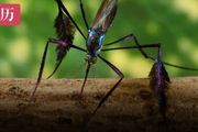 世界上最美的蚊子，只愛腿毛，不論性別