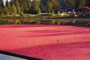 蔓越莓水收：加拿大秋天的紅，除了楓葉，還有它