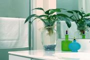 洗手間還能養盆栽植物？有很多注意事項，你家洗手間養了嗎？
