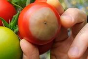 養番茄好不容易結果，果實底部卻出現腐爛的情況，怎麼解決？
