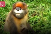 僅剩200只成熟個體：貴州獨有的黔金絲猴，已經極度瀕危了