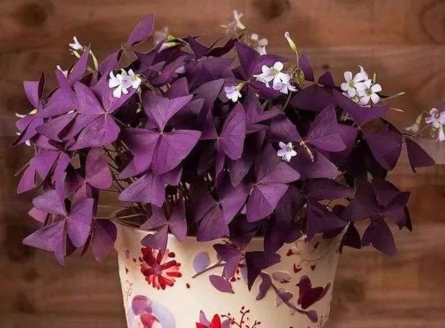 4.紫葉酢漿草